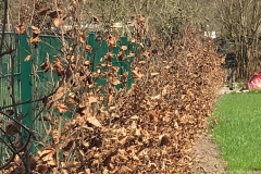 hecke-profil